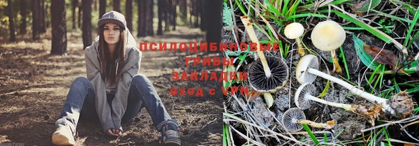 ПСИЛОЦИБИНОВЫЕ ГРИБЫ Баксан